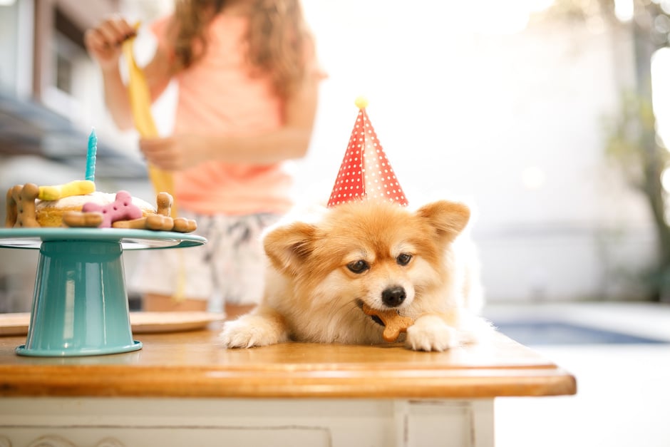 Dog eating birthday snack