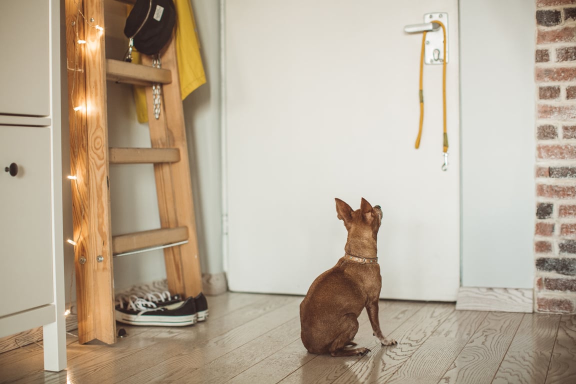 Dog waiting for pet sitter