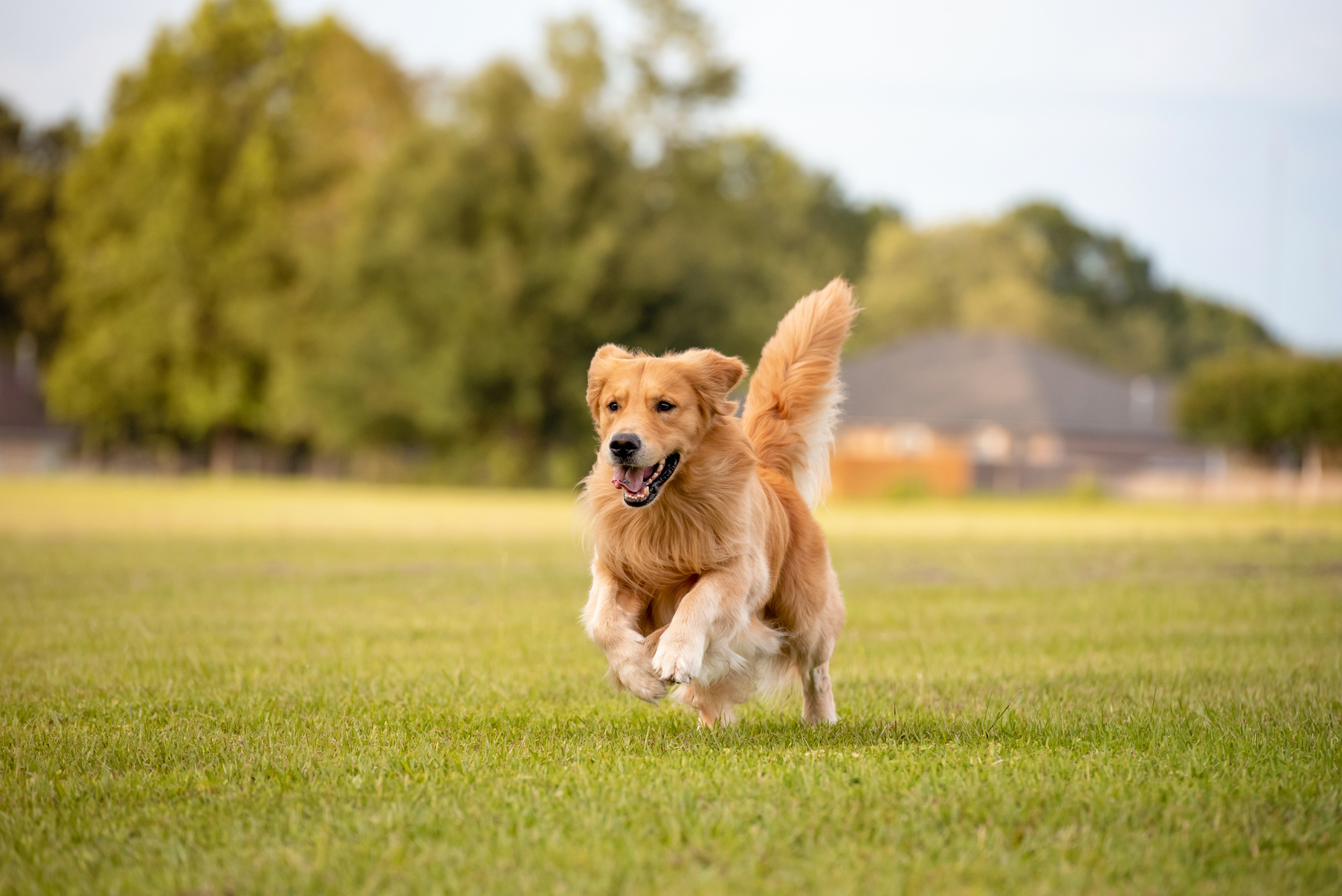 Golden Retriever Dog